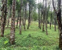 Image of Vườn cây dó bầu của TTT