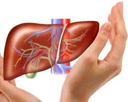 Image of Gan khỏe mạnh